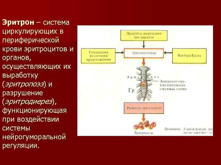 Эритрон – система циркулирующих в периферической крови эритроцитов и органов, осуществляющих их выработку (эритропоэз)