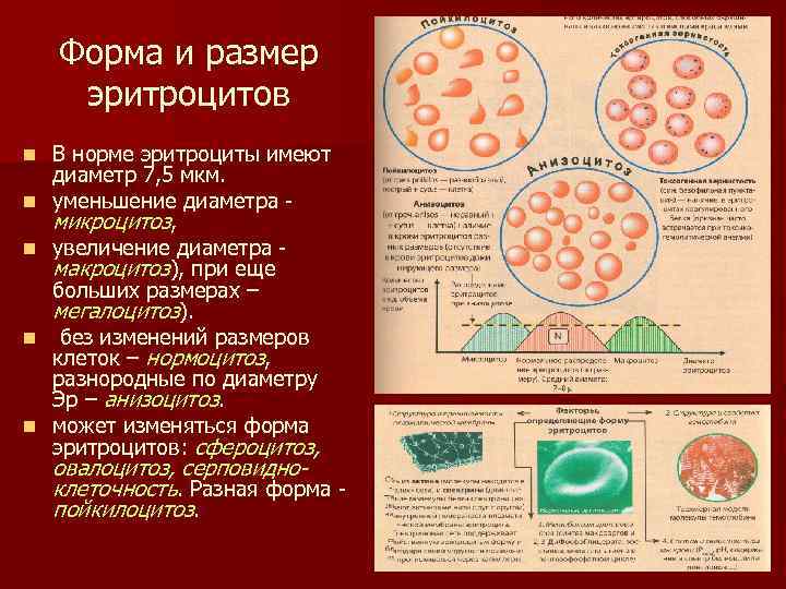 Форма и размер эритроцитов n n n В норме эритроциты имеют диаметр 7, 5