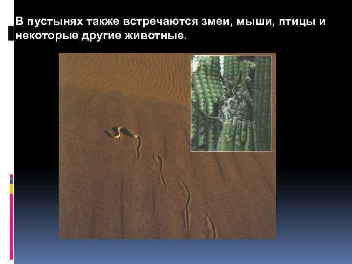 В пустынях также встречаются змеи, мыши, птицы и некоторые другие животные. 