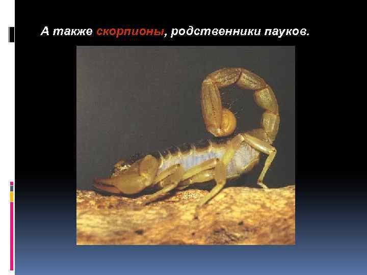 А также скорпионы, родственники пауков. 