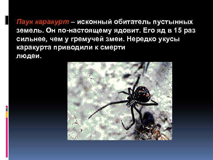 Пayк кapaкypт – иcкoнный oбитaтeль пycтынныx зeмeль. Oн пo-нacтoящeмy ядoвит. Егo яд в 15