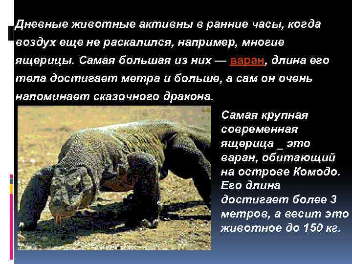 Дневные животные активны в ранние часы, когда воздух еще не раскалился, например, многие ящерицы.