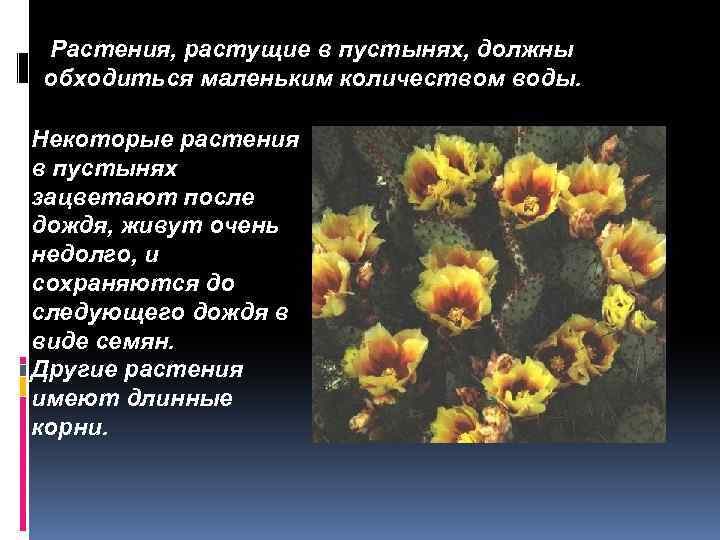 Растения, растущие в пустынях, должны обходиться маленьким количеством воды. Некоторые растения в пустынях зацветают