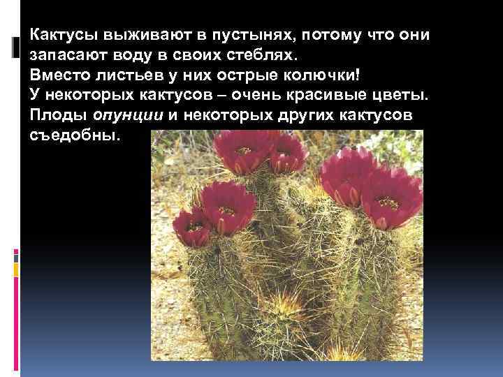Кактусы выживают в пустынях, потому что они запасают воду в своих стеблях. Вместо листьев
