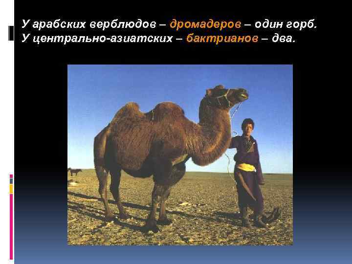 У арабских верблюдов – дромадеров – один горб. У центрально-азиатских – бактрианов – два.