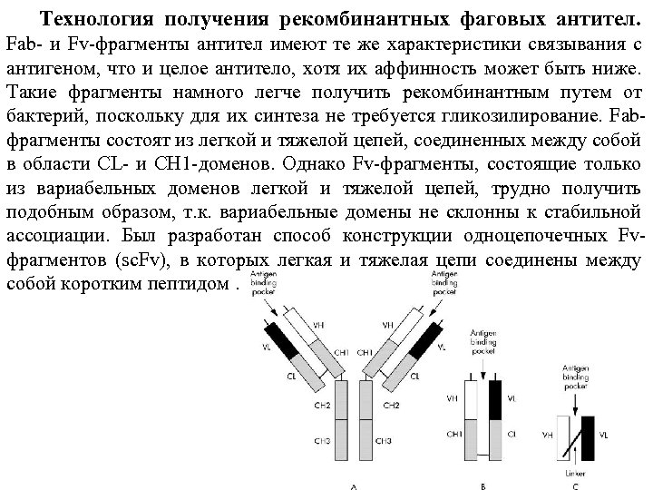 Технология получения рекомбинантных фаговых антител. Fab- и Fv-фрагменты антител имеют те же характеристики связывания