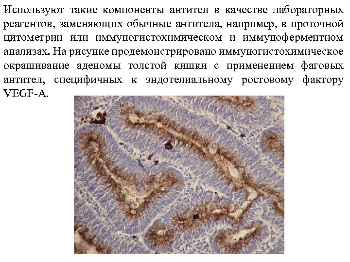 Используют такие компоненты антител в качестве лабораторных реагентов, заменяющих обычные антитела, например, в проточной