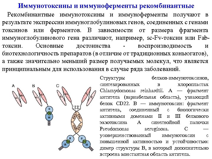 Иммунотоксины и иммуноферменты рекомбинантные Рекомбинантные иммунотоксины и иммуноферменты получают в результате экспрессии иммуноглобулиновых генов,