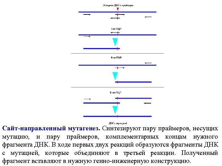 Сайт-направленный мутагенез. Синтезируют пару праймеров, несущих мутацию, и пару праймеров, комплементарных концам нужного фрагмента