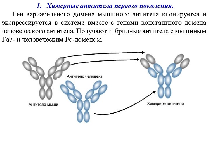 Моноклональные антитела иммунология презентация