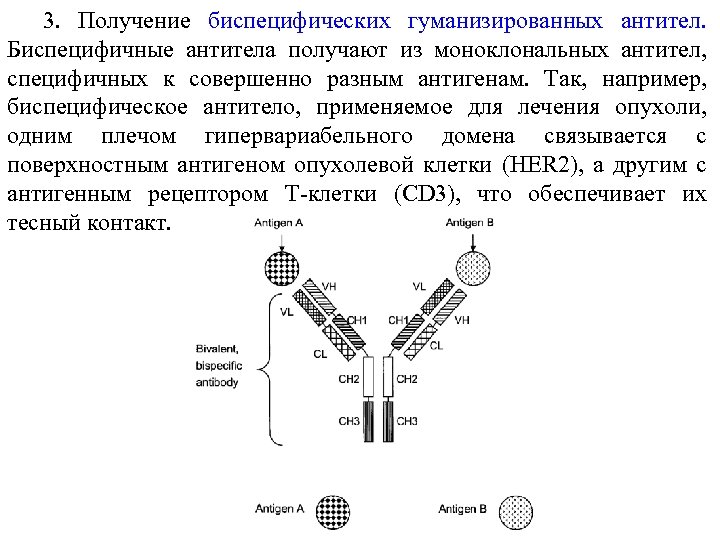 3. Получение биспецифических гуманизированных антител. Биспецифичные антитела получают из моноклональных антител, специфичных к совершенно