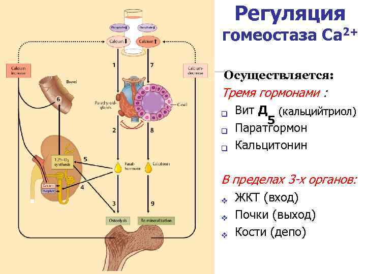 Регуляция гомеостаза Са 2+ Осуществляется: Тремя гормонами : q q q Вит Д (кальцийтриол)