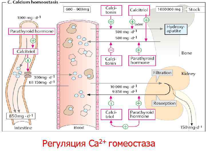 Регуляция Са 2+ гомеостаза 