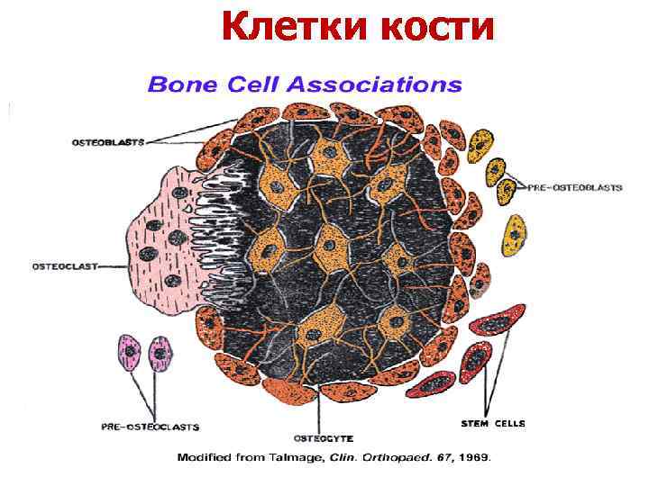 Клетки кости 