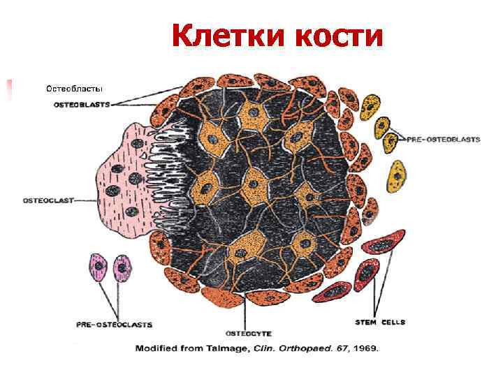 Схема строения остеобласта