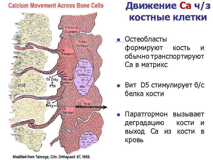 Движение Са ч/з костные клетки n n n Остеобласты формируют кость и обычно транспортируют