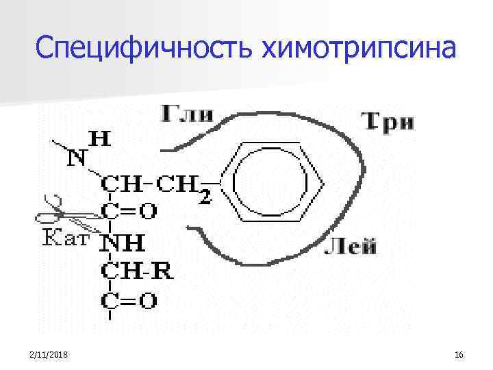 Специфичность химотрипсина 2/11/2018 16 