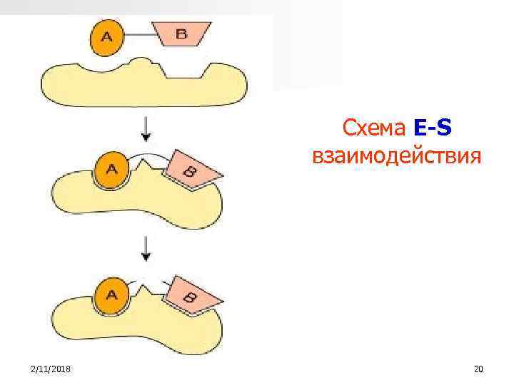 Схема Е-S взаимодействия 2/11/2018 20 
