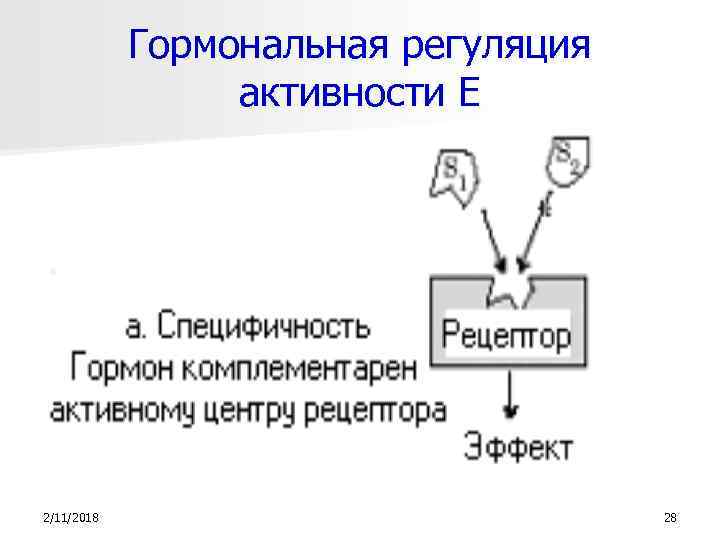 Гормональная регуляция активности Е 2/11/2018 28 