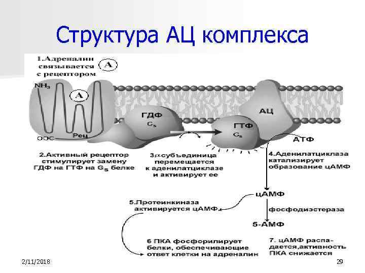 Структура АЦ комплекса 2/11/2018 29 