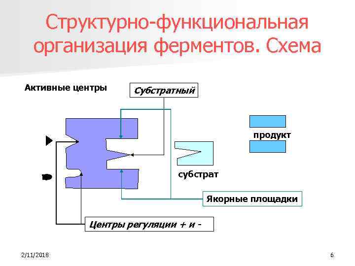 Структурно-функциональная организация ферментов. Схема Активные центры Субстратный продукт субстрат Якорные площадки Центры регуляции +