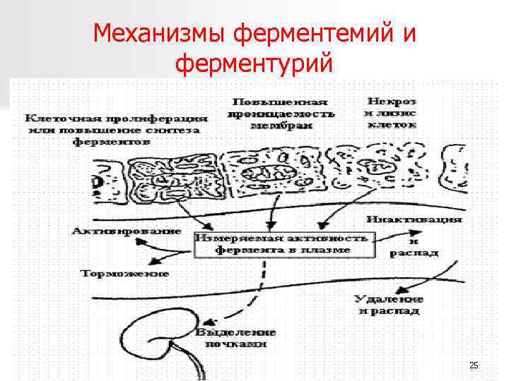 Механизмы ферментемий и ферментурий 25 