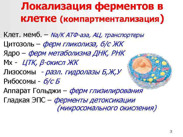 Локализация ферментов в клетке (компартментализация) Клет. мемб. – Na/K АТФ-аза, АЦ, транспортеры Цитозоль –