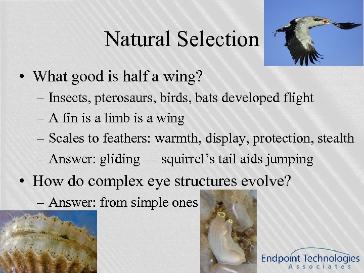 Natural Selection • What good is half a wing? – Insects, pterosaurs, birds, bats