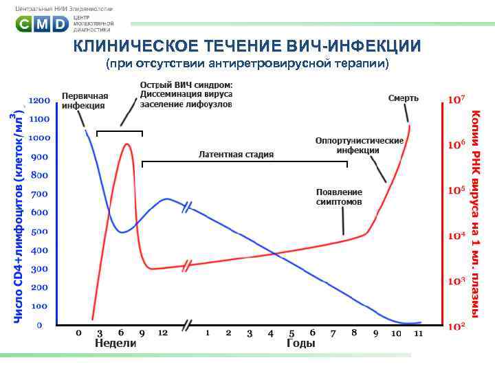 КЛИНИЧЕСКОЕ ТЕЧЕНИЕ ВИЧ-ИНФЕКЦИИ (при отсутствии антиретровирусной терапии) 