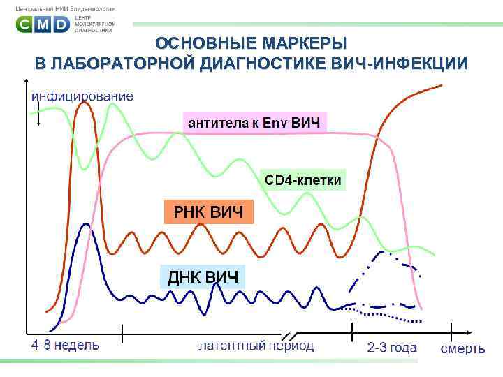 ОСНОВНЫЕ МАРКЕРЫ В ЛАБОРАТОРНОЙ ДИАГНОСТИКЕ ВИЧ-ИНФЕКЦИИ 