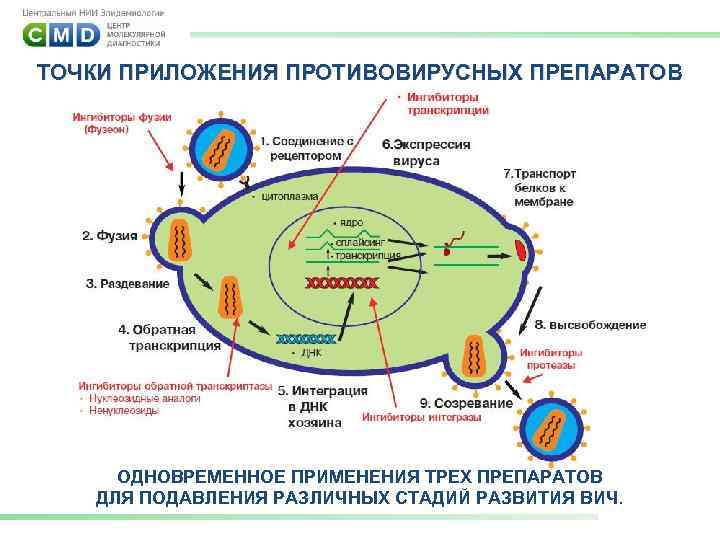 ТОЧКИ ПРИЛОЖЕНИЯ ПРОТИВОВИРУСНЫХ ПРЕПАРАТОВ ОСНОВА ВААРТ: ОДНОВРЕМЕННОЕ ПРИМЕНЕНИЯ ТРЁХ ПРЕПАРАТОВ ДЛЯ ПОДАВЛЕНИЯ РАЗЛИЧНЫХ СТАДИЙ