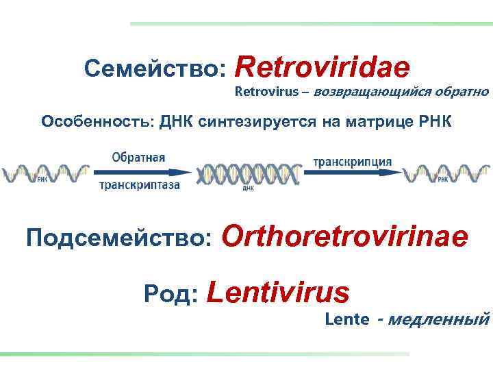 Семейство: Retroviridae Retrovirus – возвращающийся обратно Особенность: ДНК синтезируется на матрице РНК Подсемейство: Orthoretrovirinae