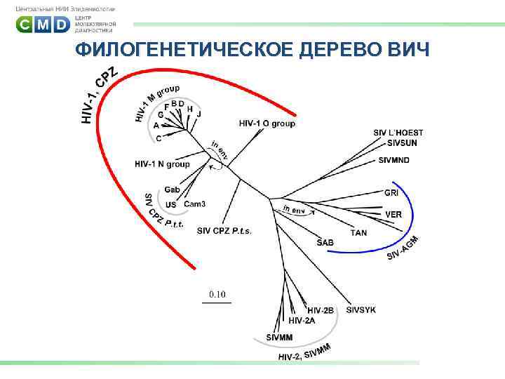 ФИЛОГЕНЕТИЧЕСКОЕ ДЕРЕВО ВИЧ 