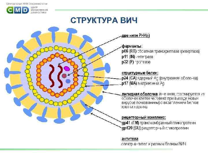 СТРУКТУРА ВИЧ 