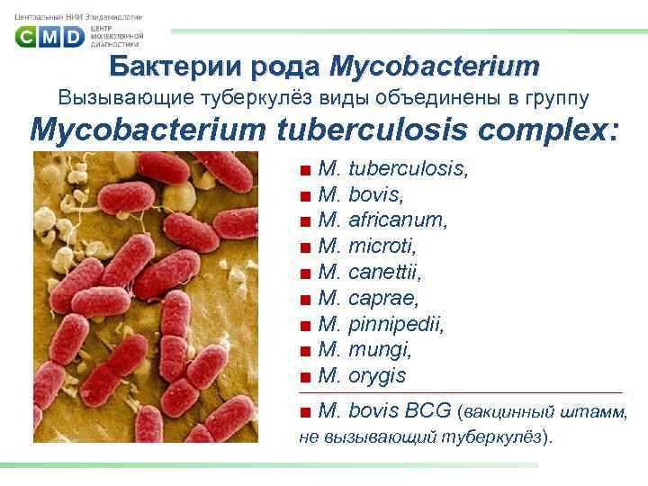 Бактерии рода Mycobacterium Вызывающие туберкулёз виды объединены в группу Mycobacterium tuberculosis complex: ■ M.