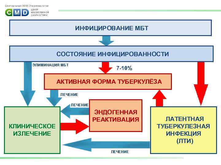 ИНФИЦИРОВАНИЕ МБТ СОСТОЯНИЕ ИНФИЦИРОВАННОСТИ ЭЛИМИНАЦИЯ МБТ 7 -10% АКТИВНАЯ ФОРМА ТУБЕРКУЛЁЗА ЛЕЧЕНИЕ ЭНДОГЕННАЯ РЕАКТИВАЦИЯ