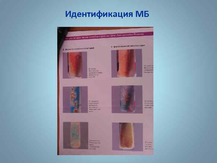 Идентификация МБ 