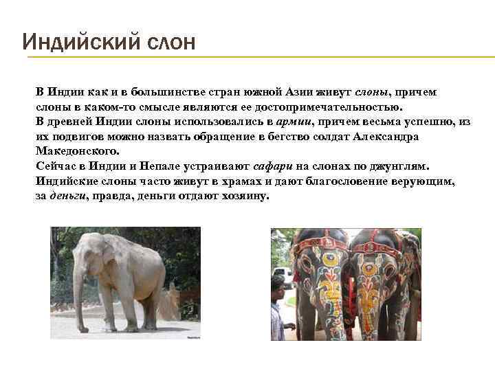 Известно что индийский слон. Индийский слон краткое описание. Рассказ про индийского слона для 1 класса. Индийский слон описание для 1 класса. Индийский слон доклад.