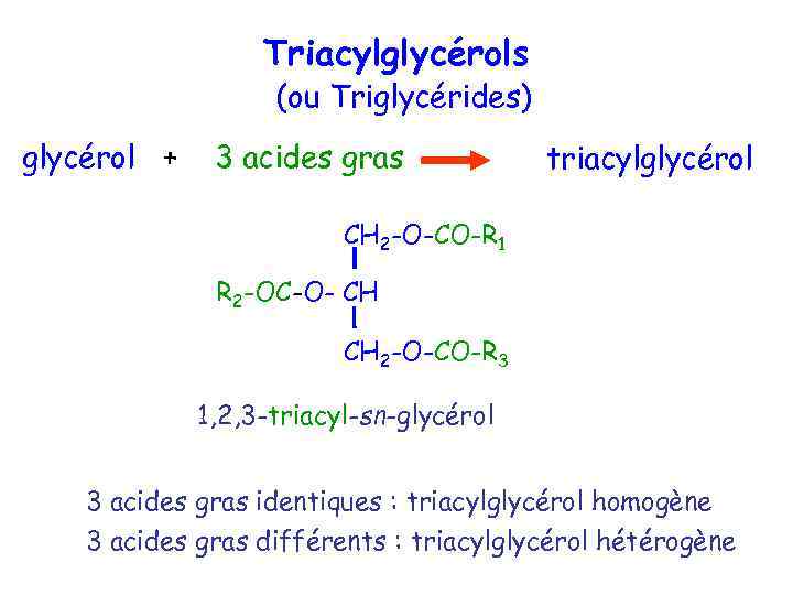 Triacylglycérols (ou Triglycérides) glycérol + 3 acides gras triacylglycérol CH 2 -O-CO-R 1 R