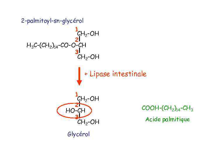 2 -palmitoyl-sn-glycérol 1 CH 2 -OH 2 H 3 C-(CH 2)14 -CO-O-CH 3 CH