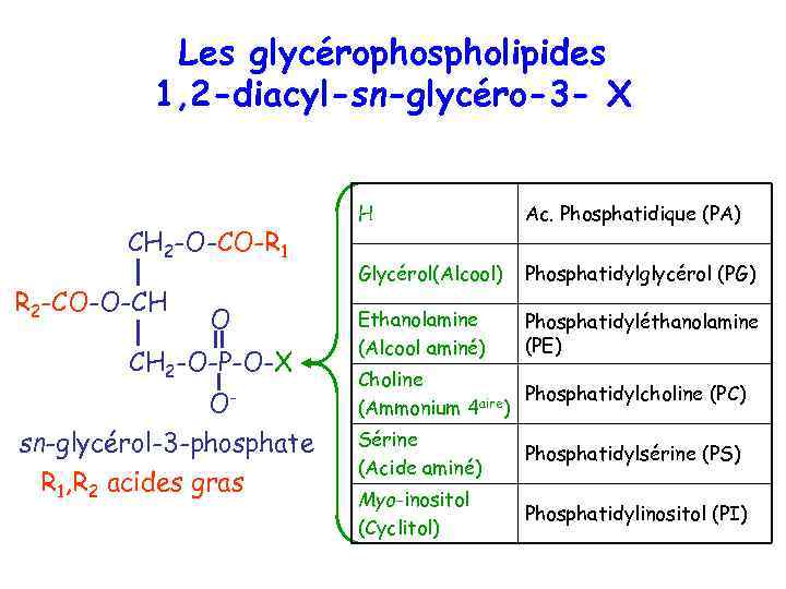 Les glycérophospholipides 1, 2 -diacyl-sn-glycéro-3 - X CH 2 -O-CO-R 1 R 2 -CO-O-CH