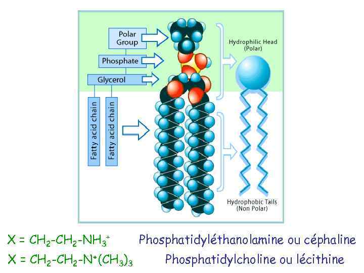 X = CH 2 -NH 3+ X = CH 2 -N+(CH 3)3 Phosphatidyléthanolamine ou