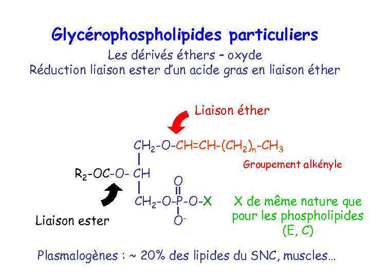 Glycérophospholipides particuliers Les dérivés éthers – oxyde Réduction liaison ester d’un acide gras en
