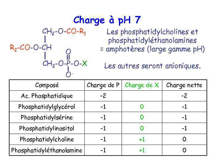 Charge à p. H 7 CH 2 -O-CO-R 1 R 2 -CO-O-CH Les phosphatidylcholines