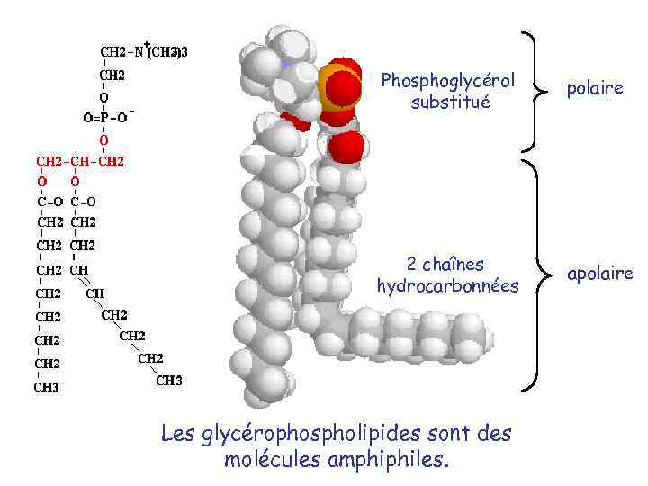 + - 3 Phosphoglycérol substitué polaire 2 chaînes hydrocarbonnées apolaire Les glycérophospholipides sont des