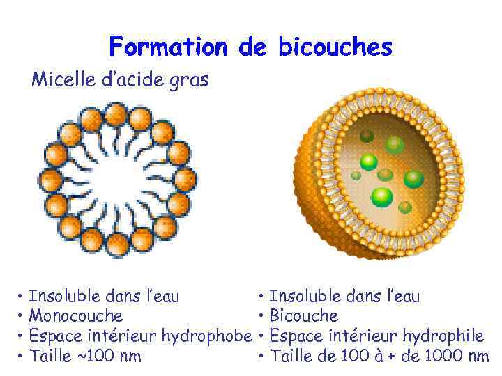 Formation de bicouches Micelle d’acide gras • Insoluble dans l’eau • Monocouche • Bicouche