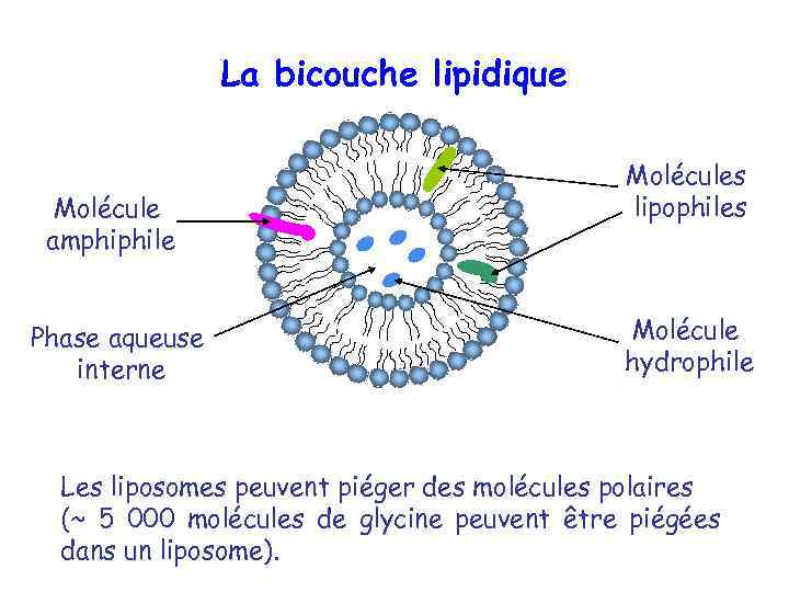 La bicouche lipidique Molécule amphiphile Phase aqueuse interne Molécules lipophiles Molécule hydrophile Les liposomes