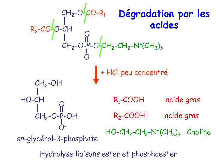CH 2 -O-CO-R 1 R 2 -CO-O-CH O Dégradation par les acides CH 2