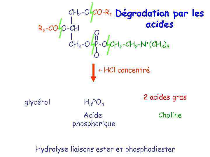 CH 2 -O-CO-R 1 R 2 -CO-O-CH O Dégradation par les acides CH 2