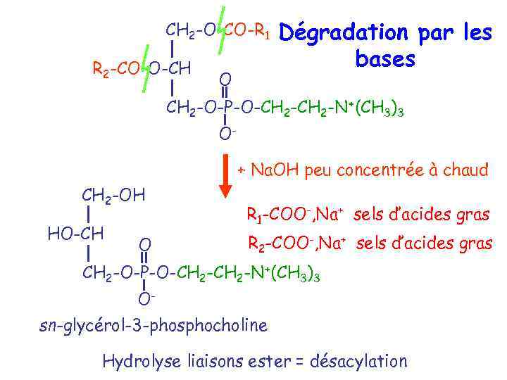 CH 2 -O-CO-R 1 R 2 -CO-O-CH O Dégradation par les bases CH 2